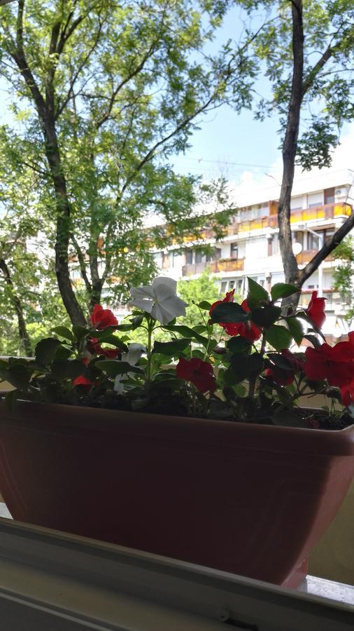 Csipke Apartman Makó 外观 照片